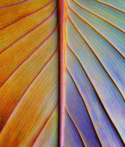 Image without alt